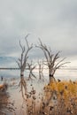 Lake Bonney dead trees growing out of the water