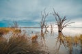 Lake Bonney dead trees at dusk