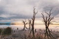 Lake Bonney dead trees popping out of the water at dusk