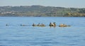 Lake Bracciano waterfowl Royalty Free Stock Photo