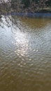 Lake and branch of blooming mulberry tree above shiny blinking sun glares on rippled water surface Royalty Free Stock Photo