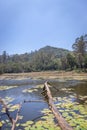 Lake Brijam at kodaikanal with falling tree