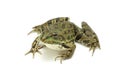 Lake brown spotted frog Royalty Free Stock Photo