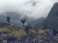 Lake Bujuku on our way to Ellena Hut, Rwenzori Mountains National