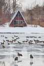 Lake cabin on frozen lake covered in geese during winter