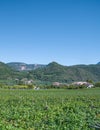 Lake Caldaro or Kalterer See,Trentino,South Tirol,Italy Royalty Free Stock Photo