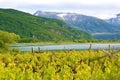 Lake Caldaro Vineyard, Kalterer see. Grape plantation near Caldaro Lake in Bolzano, South Tyrol, Italy