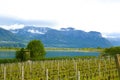 Lake Caldaro Vineyard, Kalterer see. Grape plantation near Caldaro Lake in Bolzano, South Tyrol, Italy Royalty Free Stock Photo