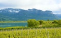 Lake Caldaro Vineyard, Kalterer see. Grape plantation near Caldaro Lake in Bolzano, South Tyrol, Italy Royalty Free Stock Photo