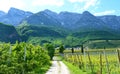 Lake Caldaro Vineyard, Kalterer see. Grape plantation near Caldaro Lake in Bolzano, South Tyrol, Italy Royalty Free Stock Photo