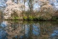 Lake in the castle park in Pszczyna, spring. Magnolias Royalty Free Stock Photo