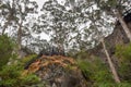 Lake Cave Lookout: Sunken Forest