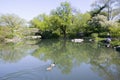 Lake in Central Park in Spring with two ducks in view, New York City, New York Royalty Free Stock Photo