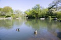 Lake in Central Park in Spring with two ducks in view, New York City, New York Royalty Free Stock Photo