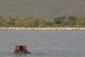 Lake chamo: Head of hypo raising from the water