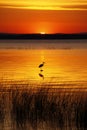 Lake Champlain Bird and Golden Sunrise