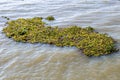 Lake Chapala with common water hyacinth Eichhornia crassipes on the calm waters, a very invasive aquatic plant Royalty Free Stock Photo