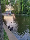 Lake Chios in Central park Cluj-Napoca