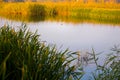 Lake in a city park in the fall