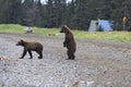 Brown Bear Sow digging