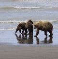 Brown Bear Sow digging