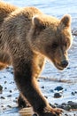 Lake Clark Young Alaska Brown Grizzly Bear Royalty Free Stock Photo