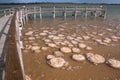 Lake Clifton Thrombolites Boardwalk