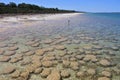Lake clifton thrombolites in Clifton Western Australia