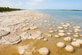 Lake Clifton Thrombolites