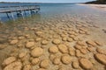 Lake Clifton thrombolites in Western Australia between Mandurah and Bunbury