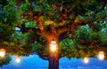 Lake Como, Italy. Crone of old tree with vintage lanterns Royalty Free Stock Photo