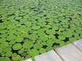 A Lake Covered with Bright Green Lily Pads Seen off a Wooden Deck