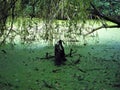 Lake covered with common duckweed