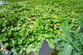 A lake covered with a lot of water lilies Royalty Free Stock Photo