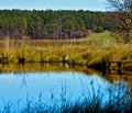 Lake Crabtree Heron Royalty Free Stock Photo