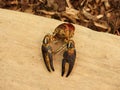 FingerLakes Crayfish shell after molting