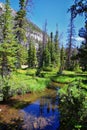 Lake Cuberant hiking trail views of ponds, forest and meadows around Bald Mountain Mount Marsell in Uinta Mountains from Pass Lake Royalty Free Stock Photo