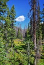 Lake Cuberant hiking trail views of ponds, forest and meadows with Bald Mountain Mount Marsell in Uinta Mountains from Pass Lake T Royalty Free Stock Photo