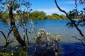 Lake Currimundi seen through the trees Royalty Free Stock Photo