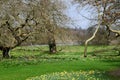 Lake and Daffodils, Blickling Hall, nr Aylsham, Norfolk, England, UK