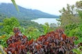 Lake Danau Buyan, Bali, Indonesia Royalty Free Stock Photo