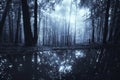 Lake in dark forest at night with moonlight Royalty Free Stock Photo