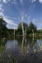 The lake a dead birches Royalty Free Stock Photo