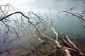 Lake with dead wood Royalty Free Stock Photo