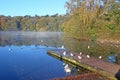 Lake at Decoy Country Park, Devon, in autumn Royalty Free Stock Photo
