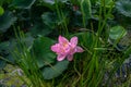 Lake densely planted with pink lotuses