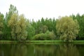 Lake in the depths of the forest. The beauty of the wild. Coniferous and deciduous trees grow in the forest. Cloudy