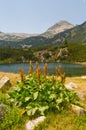 Lake Detail on Mountain Pirin