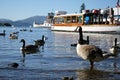 Lake District - Birds - AKGPhotographer