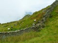 Lake District grazing sheep Royalty Free Stock Photo